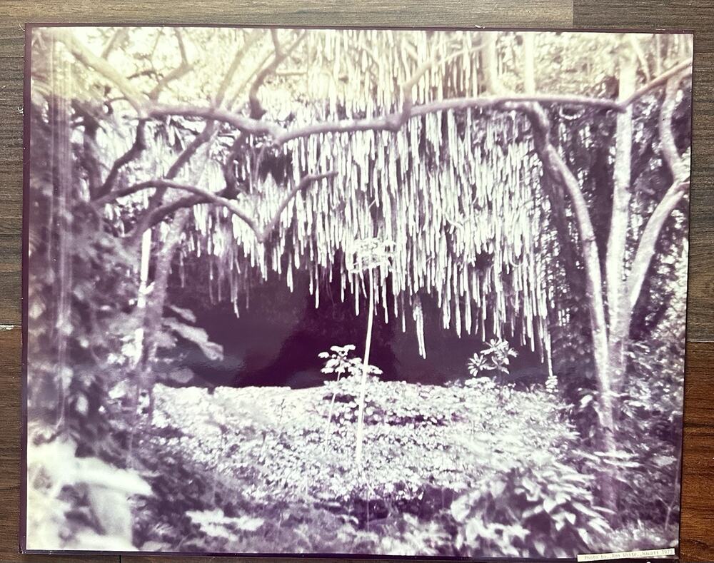 Vintage 1973 Hawaii Photo by Ron White Tropical Jungle 20.5x16.5 Photograph